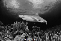 Is Shark Week Good? by Henley Spiers 